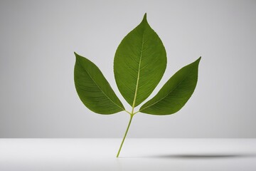 Fototapeta premium a green leaf on a white surface 