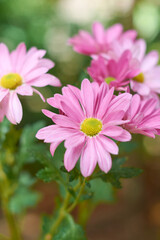 Obraz premium bright pink gerbera daisies in the garden, popular flowering plant with vibrant blooms taken in selective focus with blurry background with copy space