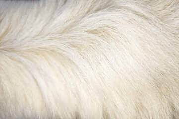 close up of fur