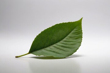 Obraz premium a green leaf on a white background 