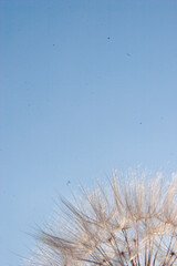 Dandelion Seed
