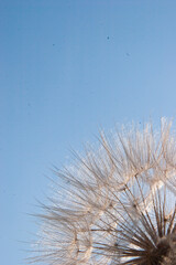 Fototapeta premium dandelion seed