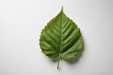 a green leaf on a white background                              