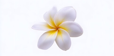 White Plumeria Flower with Yellow Center