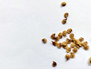 chili plant seeds on white background. The seeds are for seeding chili plants