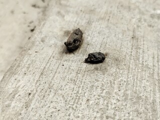 rat droppings. Rat dung can cause various diseases