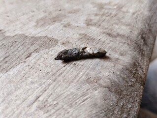 rat droppings. rat droppings can cause various diseases