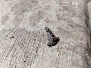 rat droppings. rat droppings can cause various diseases