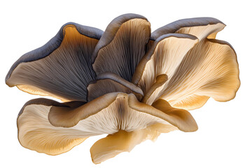 dried mushrooms on white background