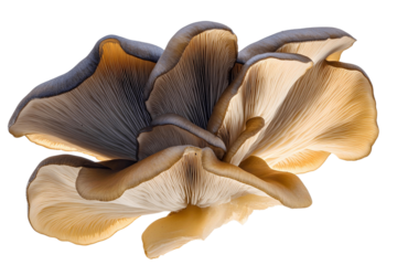 dried mushrooms on white background