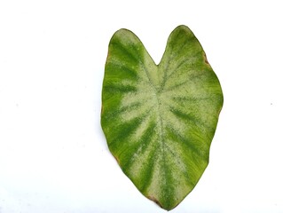 Taro leaves infected with powdery mildew on a white background. Powdery mildew can disrupt the...