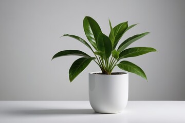 a potted plant with a green leaf in it                            