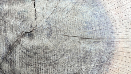 Fototapeta premium Gray and black tree stump texture. Smooth and cracked texture. Tree stump background.