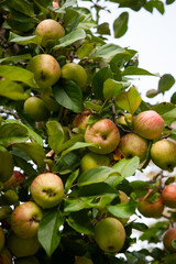 Honeycrisp apples on the tree