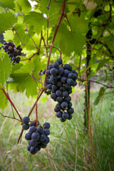 Three bunches of purple grapes