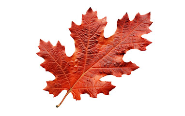Obraz premium A vibrant red leaf showcasing the beauty of autumn, perfect for seasonal themes and nature-inspired projects cut out isolated transparent PNG