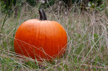 Round pumpkin in grass