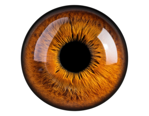 Close-up of a vibrant orange eye, showcasing intricate patterns and details in the iris. Perfect for nature and beauty themes.