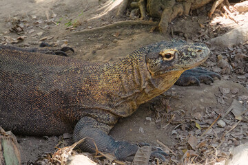 Fototapeta premium Komodo Dragon - Varanus komodoensis. The largest living lizard and an endangered species native to Indonesia