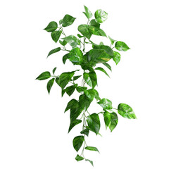 Green Plant Branch