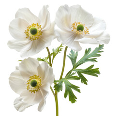Obraz premium Delicate white flowers with vibrant yellow centers, perfect for enhancing any floral design or nature-themed project.