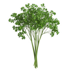 Fresh Parsley Bouquet