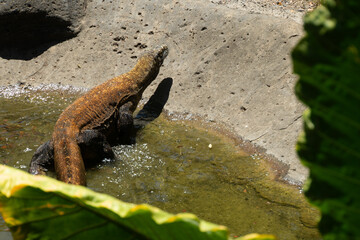 Komodo Dragon - Varanus komodoensis. The largest living lizard and an endangered species native to Indonesia