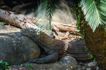 Komodo Dragon - Varanus komodoensis. The largest living lizard and an endangered species native to Indonesia