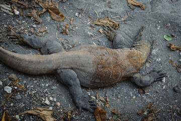 Komodo Dragon - Varanus komodoensis. The largest living lizard and an endangered species native to Indonesia