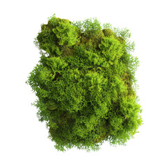 Obraz premium Green Moss Texture