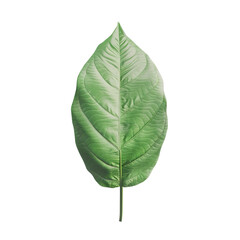 Obraz premium A Single Leaf in Focus