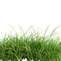 Obraz premium Green Grass Blades
