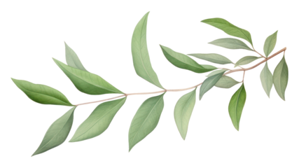 PNG Laurel plant herbs leaf.