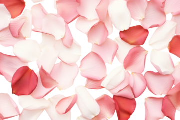 PNG Rose petals background.