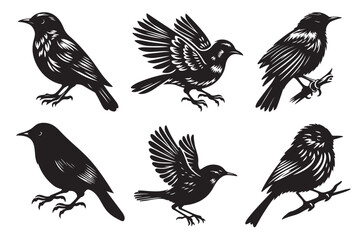 collection of birds