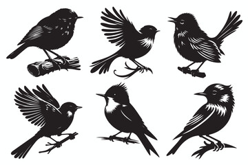 collection of birds