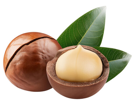 Fresh macadamia nut with leaves, showcasing its rich shell and creamy interior, perfect for culinary and health purposes.