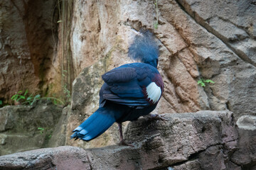 Victoria crowned pigeon in Bali Zoo, Indonesia