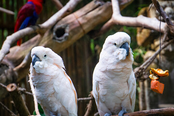 White cockatoos and macaws perched on the wood in Bali zoo, Indonesia