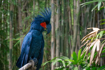 Blue Palm Cockatoo bird perched on wood, Bali zoo, Indonesia