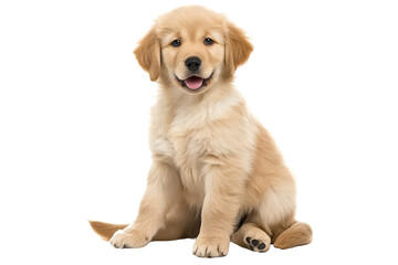 Golden Retriever Puppy Portrait