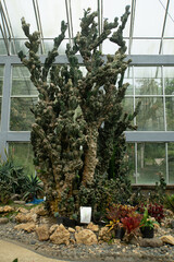 Beautiful cacti in Kebun Raya Bali, Indonesia