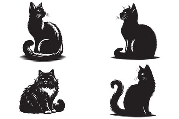 black and white cats
