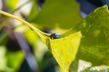 イチョウの葉に隠れる蝿