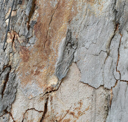 Eucalyptus tree bark texture, Bark of eucalyptus tree, seamless texture, a eucalyptus tree bark texture background image