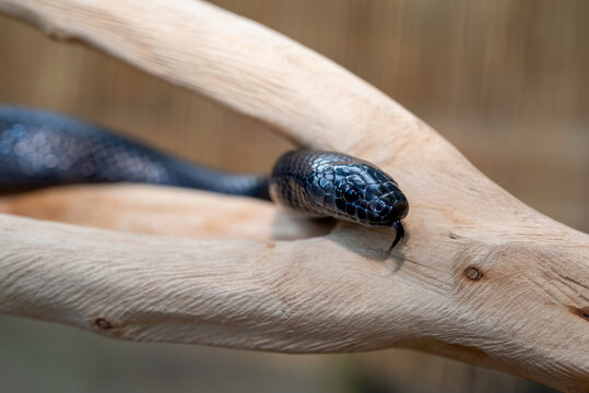Pantha the Black Milk Snake - Powered by Adobe