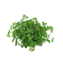 Obraz premium Fresh Green Parsley