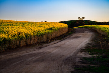 The photo was taken of scenery along the way to Harden town, featuring fields of rapeseed flowers