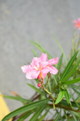 Nerium oleander in bloom, Pink siplicity bunch of flowers and green leaves on branches, Nerium...
