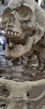 Halloween Decoraci&oacute;n de Halloween, esqueletos de Halloween, calabazas, calaveras,&nbsp;decoration, Halloween skeletons, pumpkins, skulls,,